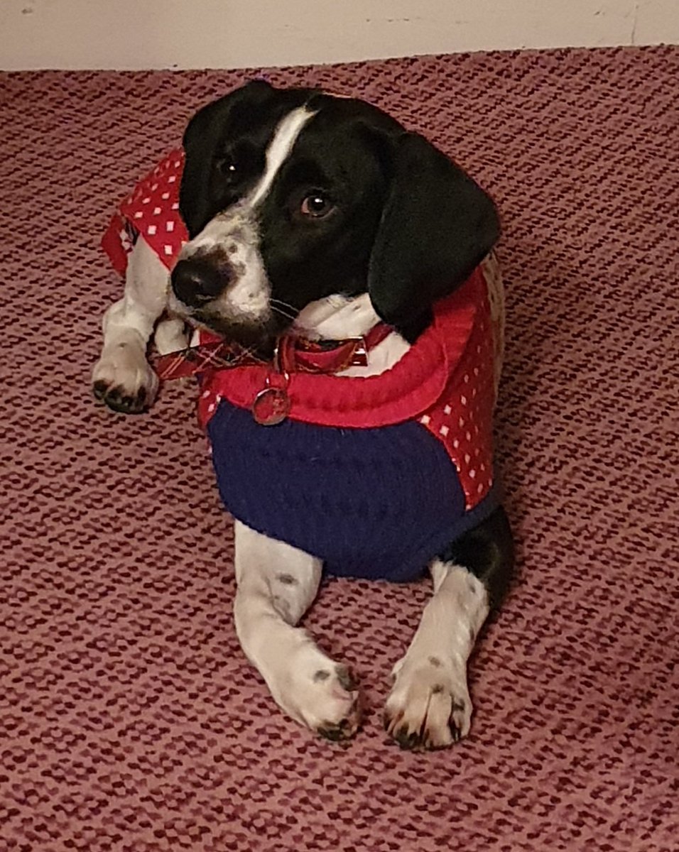 kerryjanedixon's tweet photo. Happy New Year's Eve Everyone. Hope u all have a nice safe night. I'll be hiding under the duvet at midnight with the puppy.
Please consider quiet fireworks if you do need to have them.
#NYE2021
#newyearseve
#doggoproblems
#saynotofireworks https://t.co/ptBB8mcBhQ