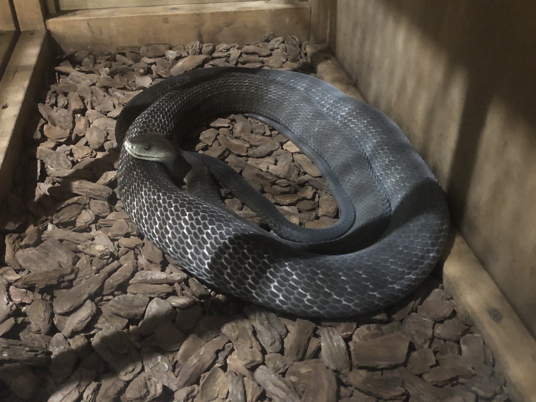 小﨑拓郎 イズーに行ってきました ブラックマンバとかどデカいイリエワニとか見れて我は満足です T Co Juqtouhw9b Twitter