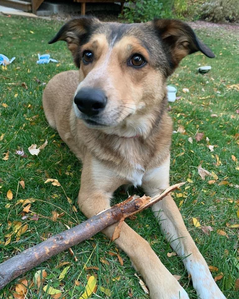 newschic's tweet photo. Jedi is still missing from Superior doggie day care Dog Tag. This is as of 11:20 PM. #MarshallFire @denverpost @DenverChannel @9NEWS @KyleClark https://t.co/6lFYhtJ9gV