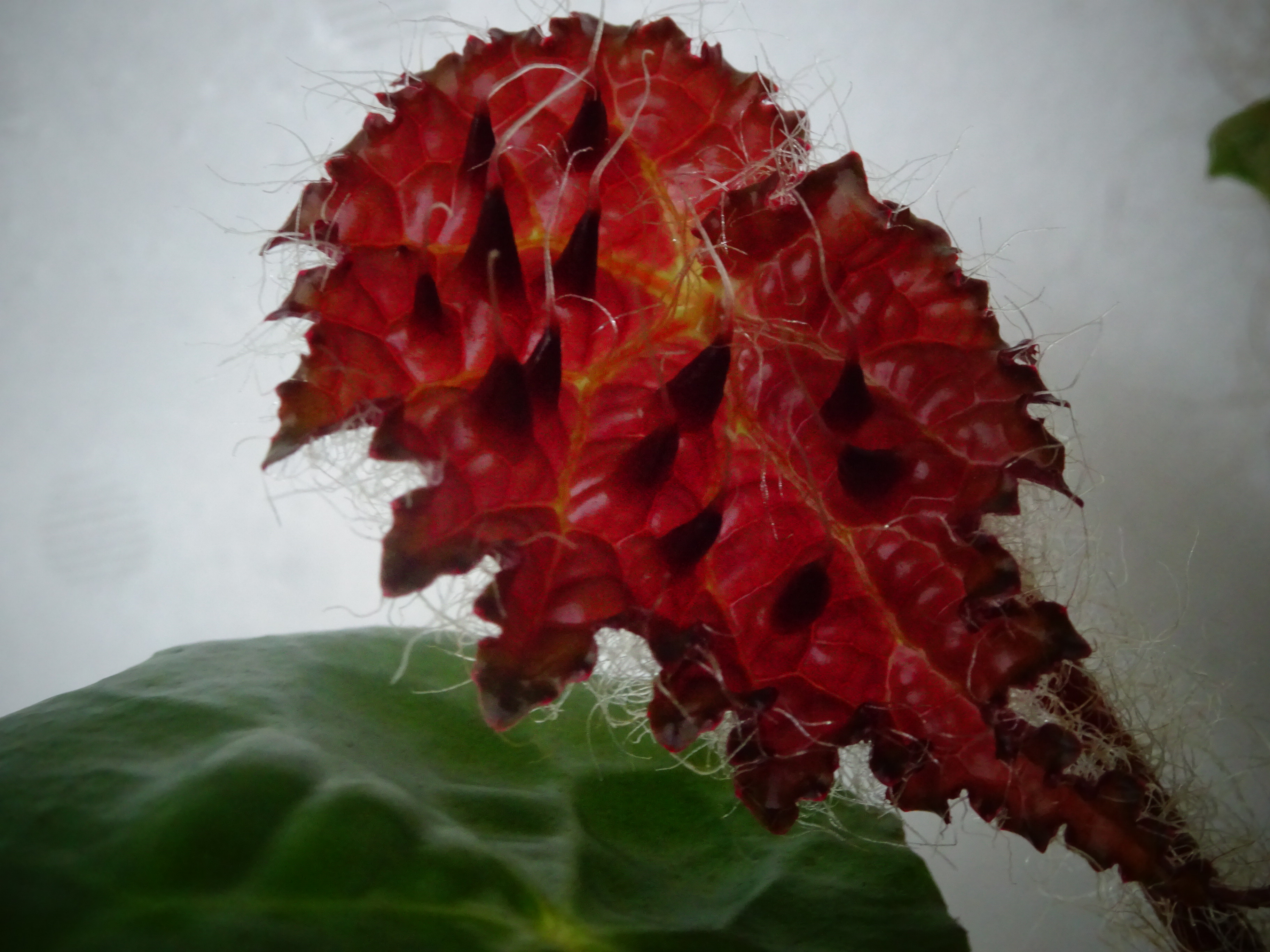 週末セール　怪奇植物 ベゴニア　フェロックス　激レア　希少植物　② セール怪奇植物 ベゴニア フェロックス 激レア 希少植物 ③