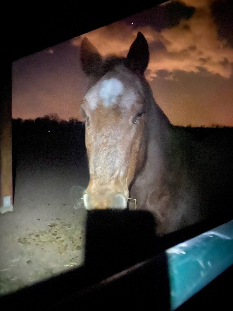 hrichardson's tweet photo. Willie the horse you saw in my photo earlier is safe.  My husband and I tried so hard to get him but he wouldn’t come near us. Some good news in this terrible tragedy! #MarshallFire #wildfires #colorado photo courtesy of @kayleekocherRoyer https://t.co/SXUAb3TzV5
