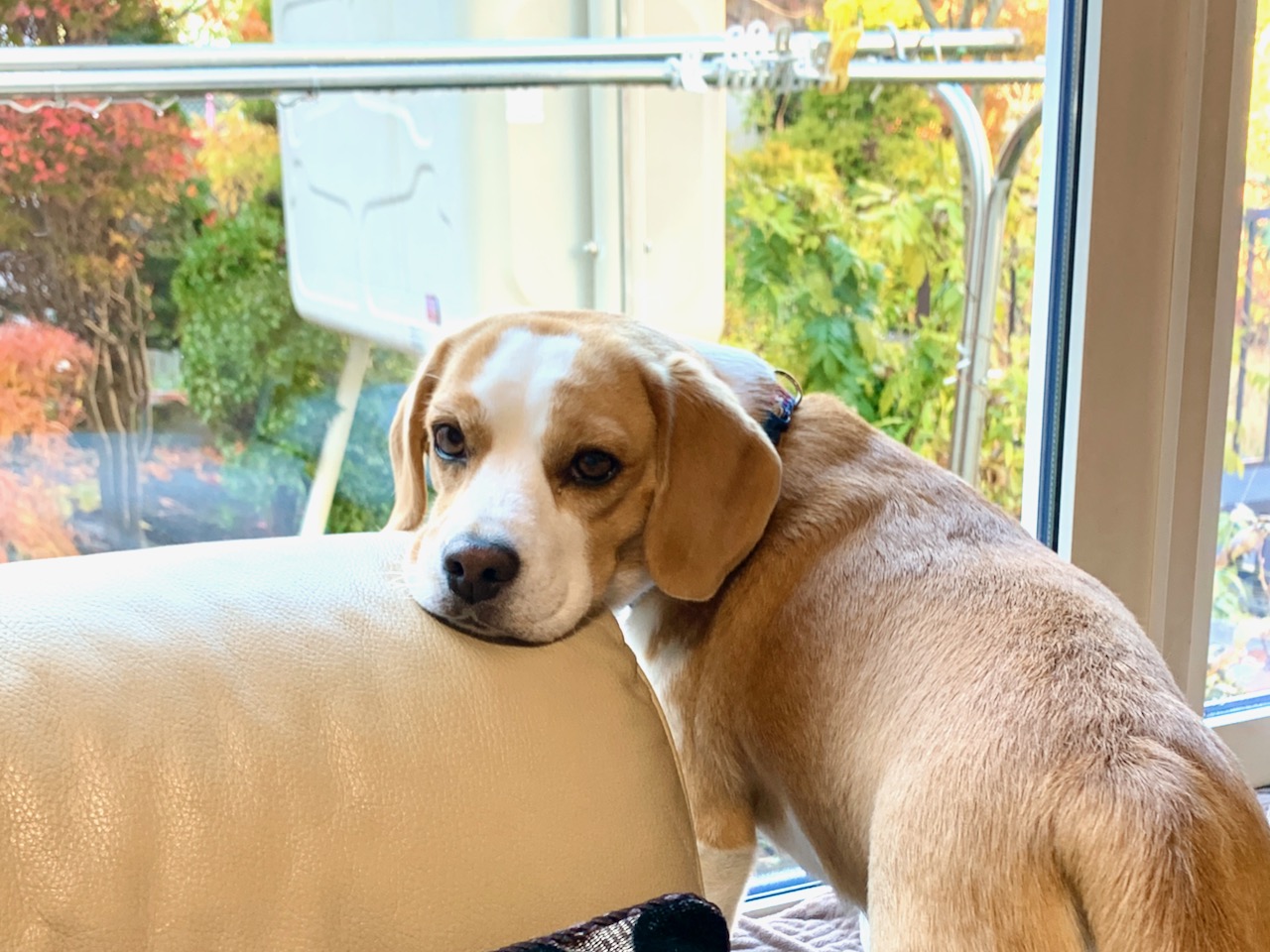 O Xrhsths タツロー Sto Twitter 実家にビーグル犬がいるので スヌーピー好きです スヌーピー ビーグル T Co Djiqgdl6rw Twitter