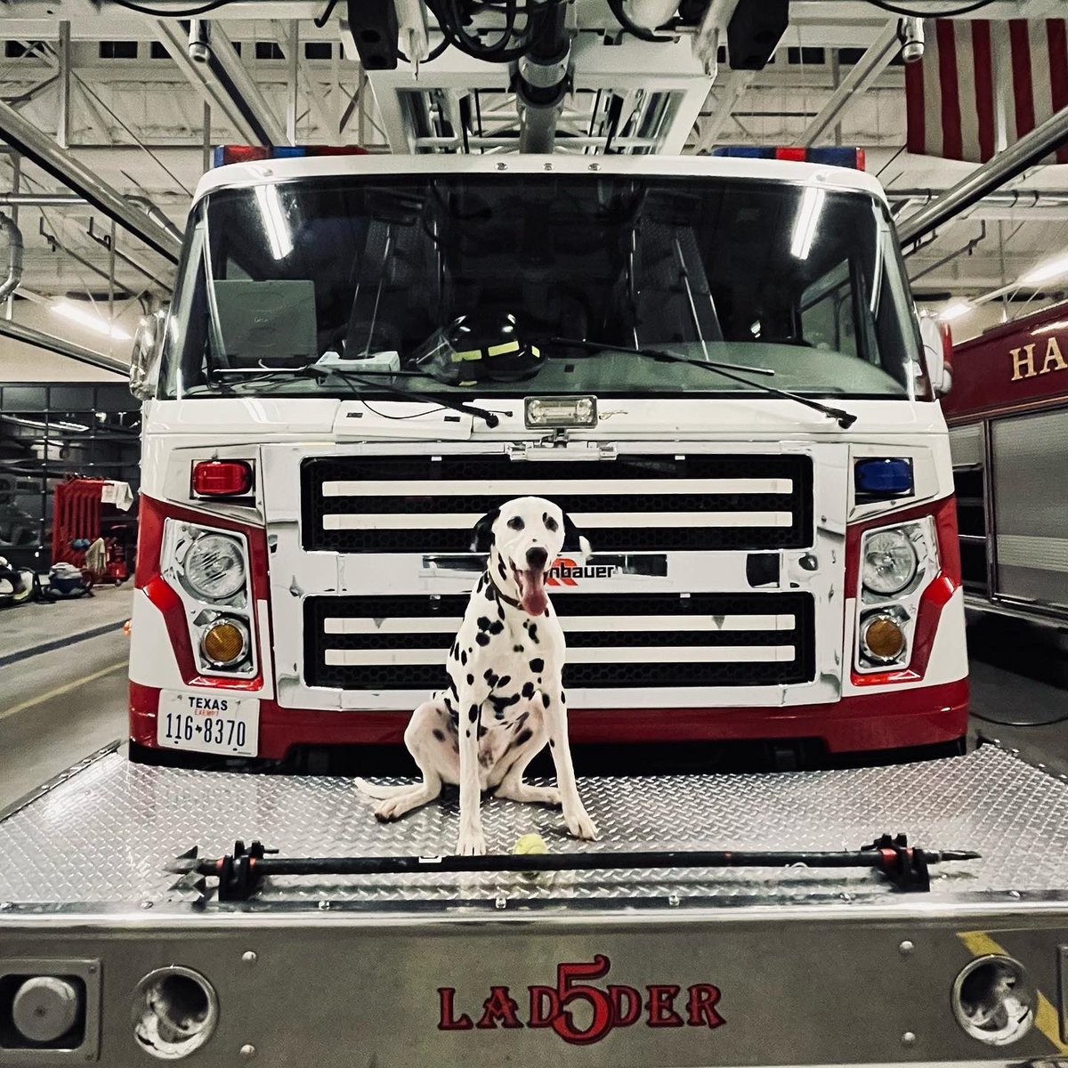 ElPasoFireTX's tweet photo. A friendly reminder from Chief: with the lower temperatures and rain arriving to El Paso, keep your pets inside! https://t.co/xjIepFMOWp