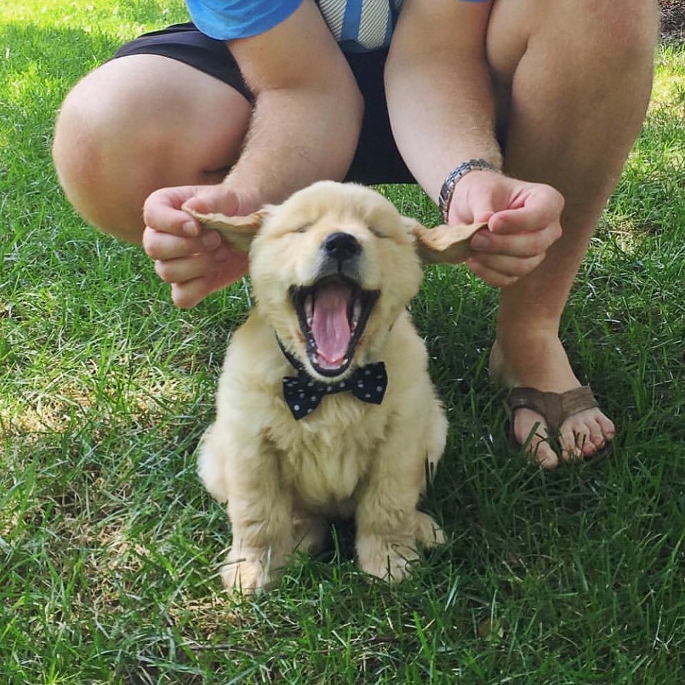 Golden Retriever Channel tweet media