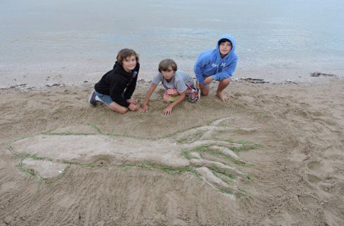 Coastcare Victoria tweet media