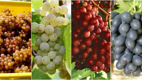 DoyleRobbie45's tweet photo. SPANISH LIVING -NEW YEARS EVE - 12 GRAPES
https://t.co/P7hpGCcgik
Eating 12 grapes at midnight on New Year's Eve is both a tradition and a superstition in Spain.
#SPAIN #newyear2022 #grapes🍇 #añonuevo2022 #lasuvas #uvas🍇 #HappyNewYear https://t.co/fO0QJkyShf