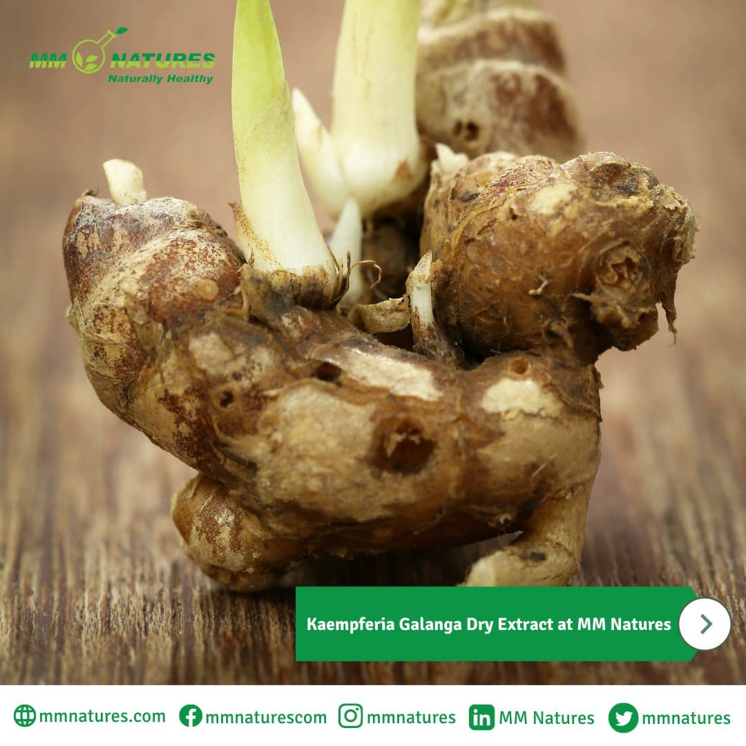 mmnatures's tweet photo. Kencur or aromatic ginger is one of the common herbs in Indonesian cuisines. https://t.co/POsx29DwuD