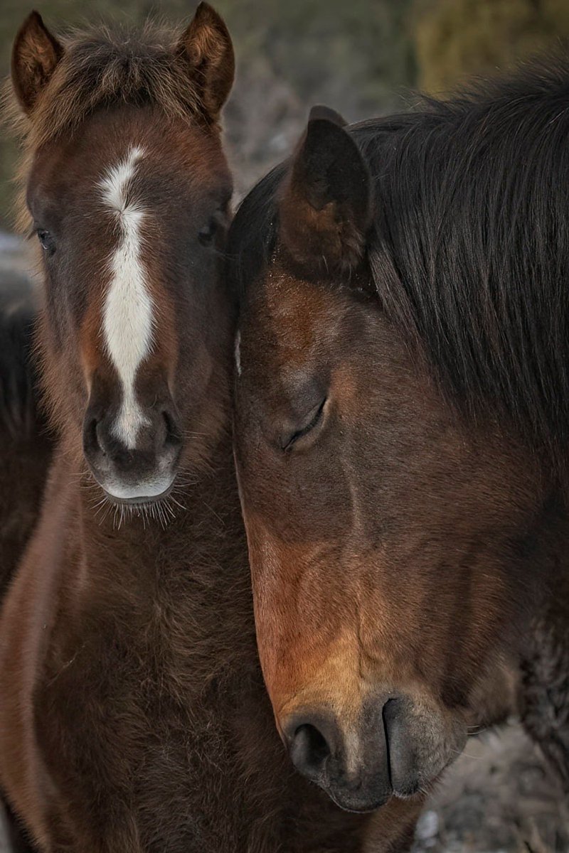 Humans aren't the only mammals who love #wildhorses #horses #love #HaltTheHelicopters #ProtectWildHorses #publiclands #JohnHumphreyImage facebook.com/search/top?q=j…