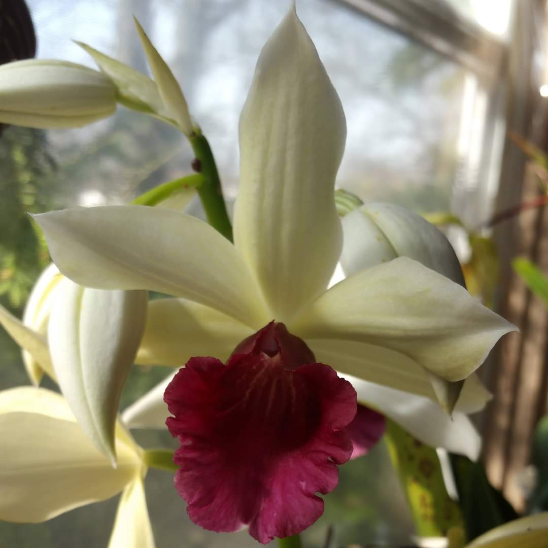 OakwoodOrchids's tweet image. May your troubles be less 
And your blessings be more. 
And nothing but happiness 
Come through your door. Happy New Year, and wishing everyone a happy &amp;amp; healthy 2022! #orchid