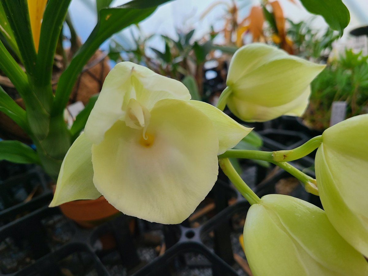 Vita_nyanko's tweet image. ピレアタムってこんなにでかかった？