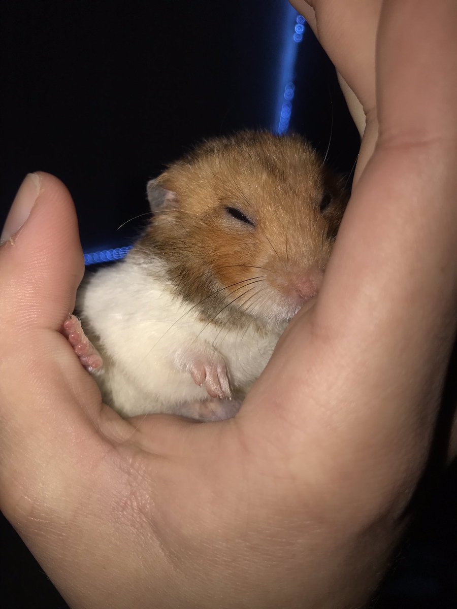 Splaterrrr's tweet photo. @hugo_eth @BoredApeYC This is my hamster I make nft art and trying to sell it so I can make money to give him a good life https://t.co/4byTD6EKK7