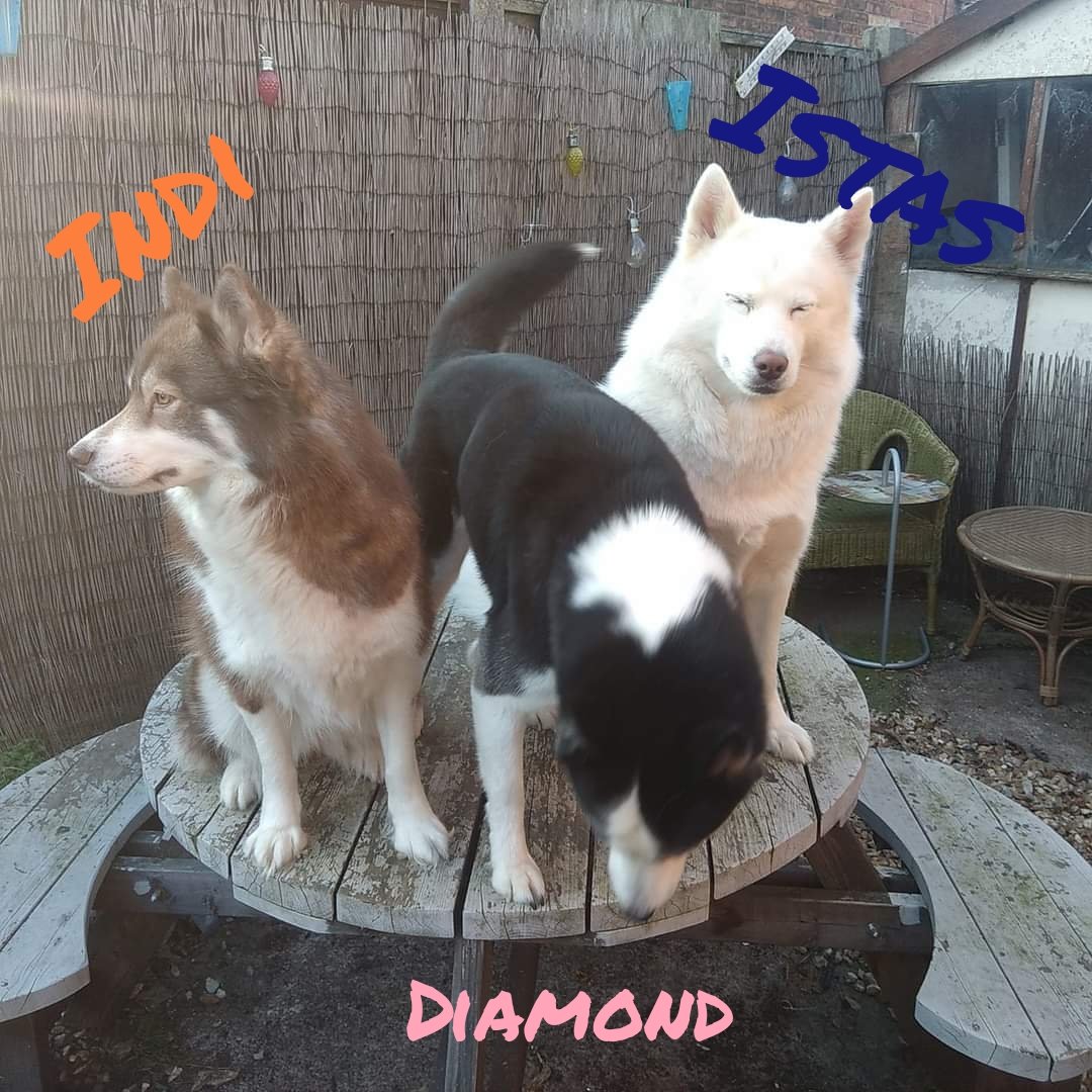 HuskyStories's tweet photo. We want to say Happy New Year To All Our Followers Our Adventures Book is On Amazon📖
We Hope You Have A Brilliant 2022 ❤️❤️❤️
https://t.co/TIZxLxKKiu  UK
https://t.co/FOiRuwTCQf  US
#siberian #huskies #husky #happynewyear
@amandalwelch 
@AuthorJaneM 
@WeAreProvoco https://t.co/Ksxu1exjiv
