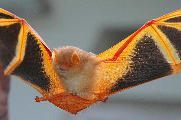 EveryBat's tweet photo. The painted bat (Kerivoula picta) from Southeast Asia has spectacular colouring!
(Photos Merlin Tuttle) https://t.co/8WOgeAt029
