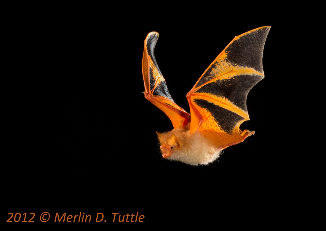 EveryBat's tweet photo. The painted bat (Kerivoula picta) from Southeast Asia has spectacular colouring!
(Photos Merlin Tuttle) https://t.co/8WOgeAt029