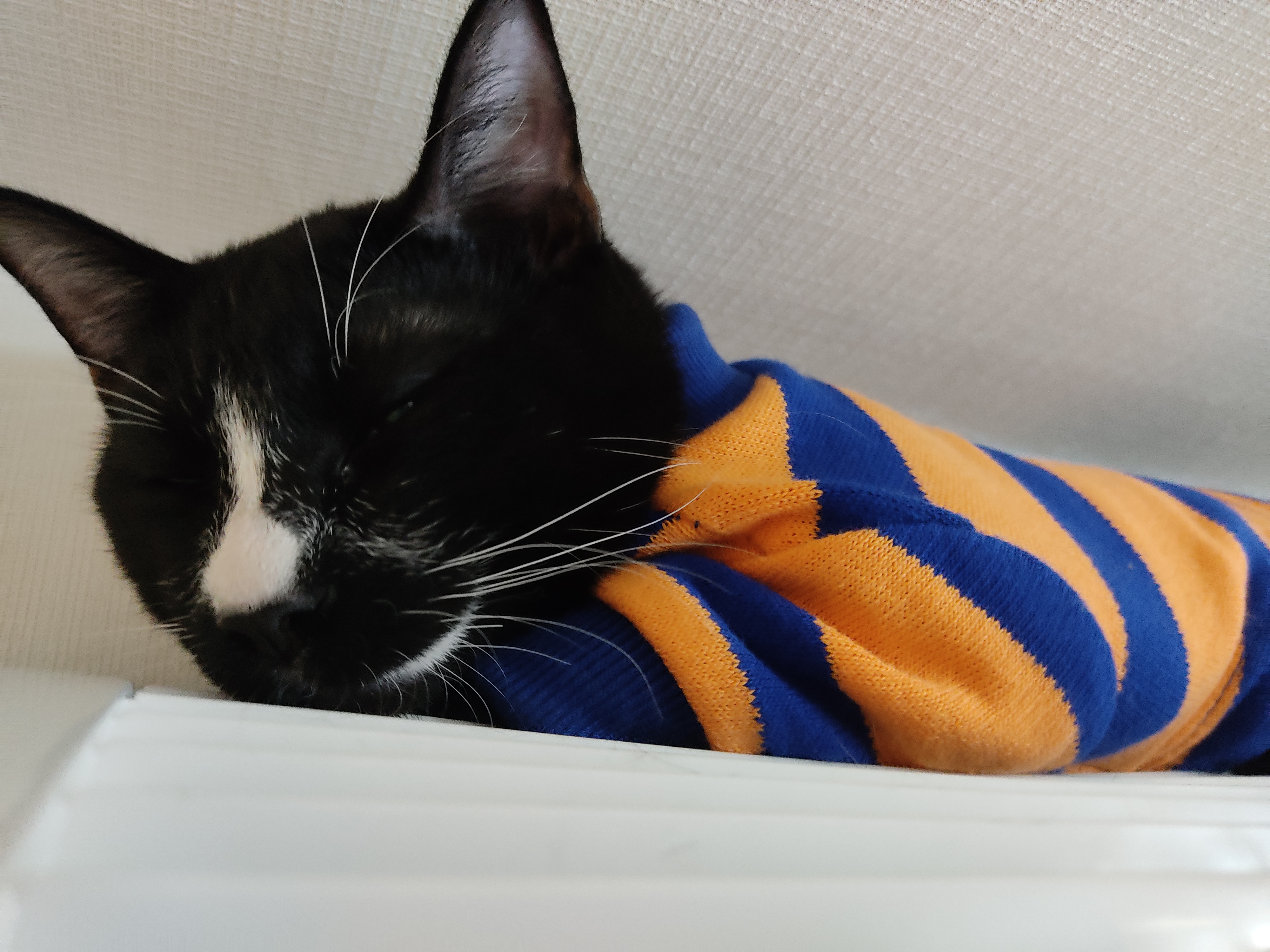 ネコレア 保護猫m N P活動部長 スヤスヤ気持ちよさそうなポッキーくん オイラはポッキー 保護猫活動 ねこれあ 猫部 猫のいる生活 猫のいる暮らし 保護猫 多頭飼い 猫好きさんと繋がりたい T Co Itsdeb6mwc Twitter