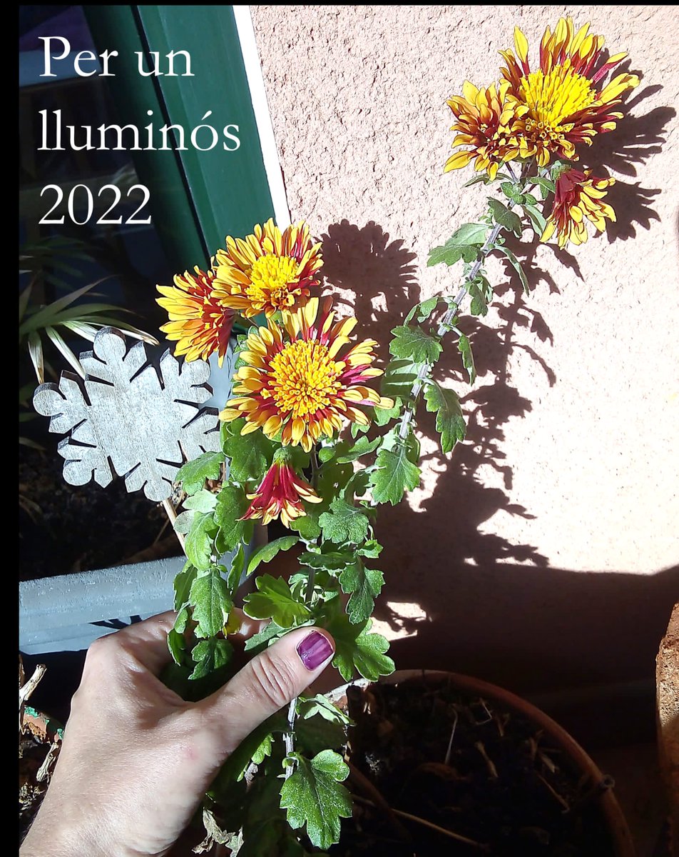 Visiriuscom tweet picture