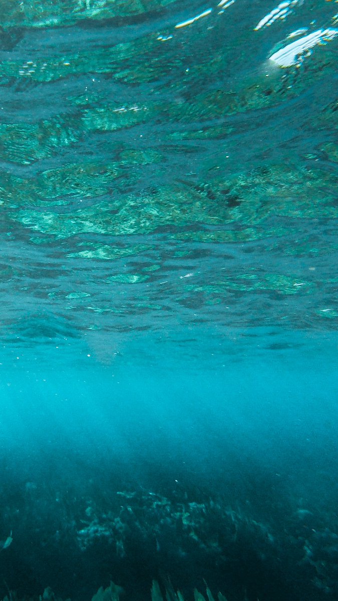 TSkoff's tweet photo. @deftony83 @opensea Check out my collection "A Blue World" here: https://t.co/FpzQ3vkAOs…

10% of each primary sale is donated to #TeamSeas   to support the conservation of our oceans. 

Floor price is low 🙂. Thank you for the support. https://t.co/drRRF66QiU
