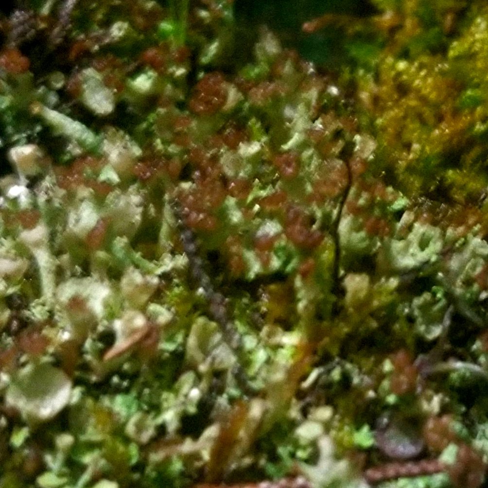bsanbonsai's tweet photo. 2021年、ありがとうございました。
写真は苔です。 https://t.co/SMCWZ5IFkA
