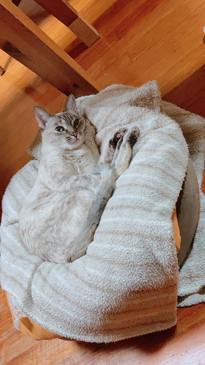 年越しのお供を紹介するよ!
お蕎麦と猫と原稿!共にするなよな 