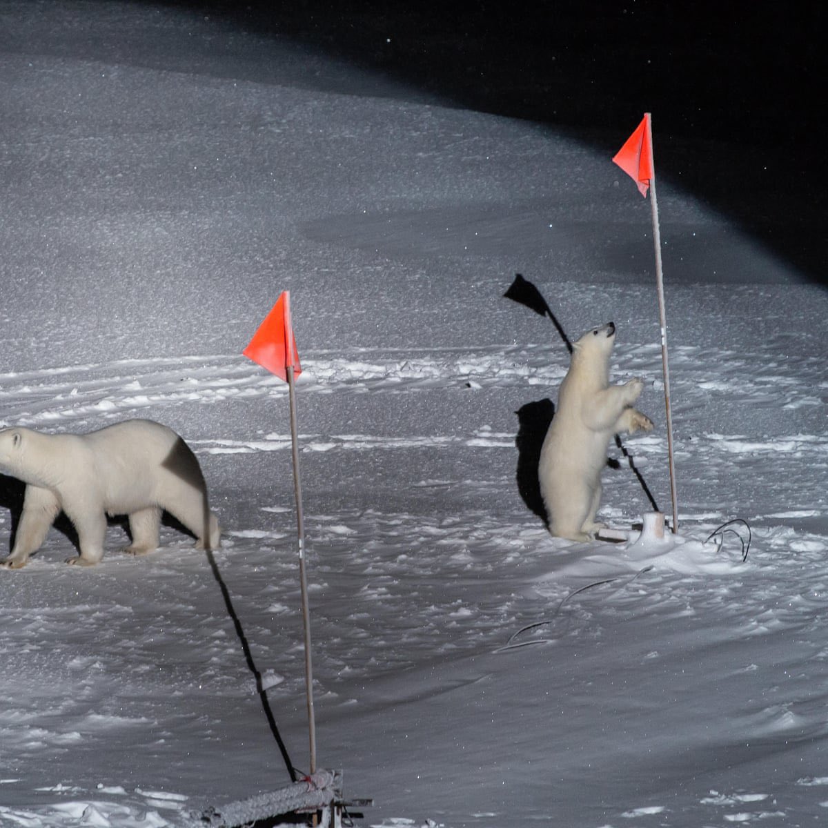 🐻 Bear 🌼 (@bearposting) on Twitter photo 