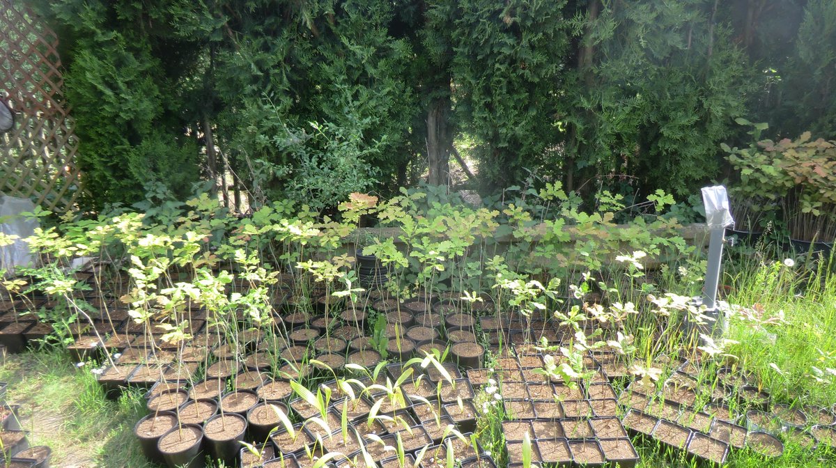 TrillionTrees_'s tweet photo. Everyone starts small and grows big or tall. Approx 80.000 trees were planted since 2017 after the official start of Greening Deserts Trillion Trees Initiative in Europe. More trees are growing in boxes and buckets for tree planting game actions. #reforest #treegame #treeplanting https://t.co/XrWv2UmBvK