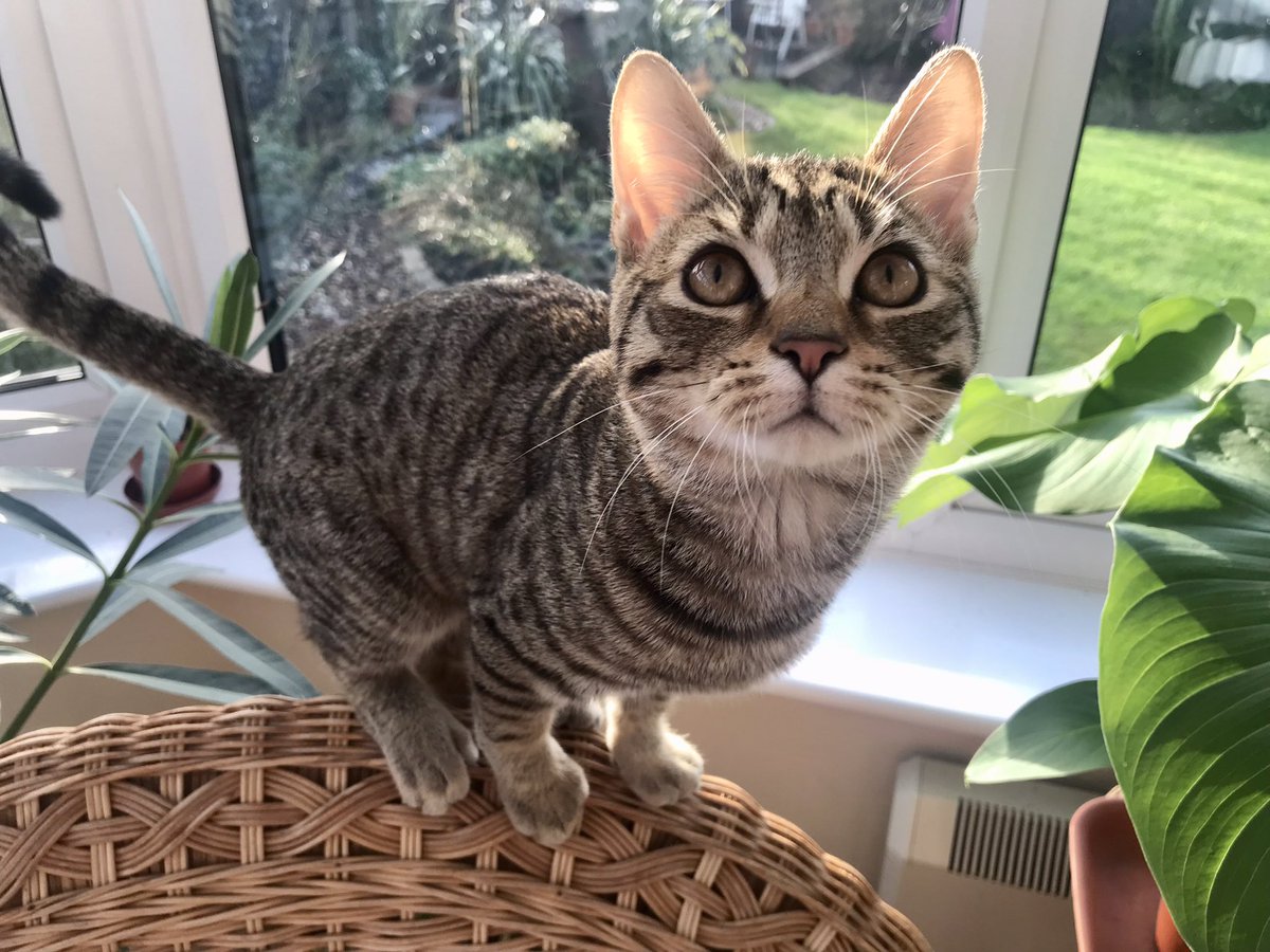 so much exploring to do 
so little time
#CatsOfTwitter #CatsOnTwitter