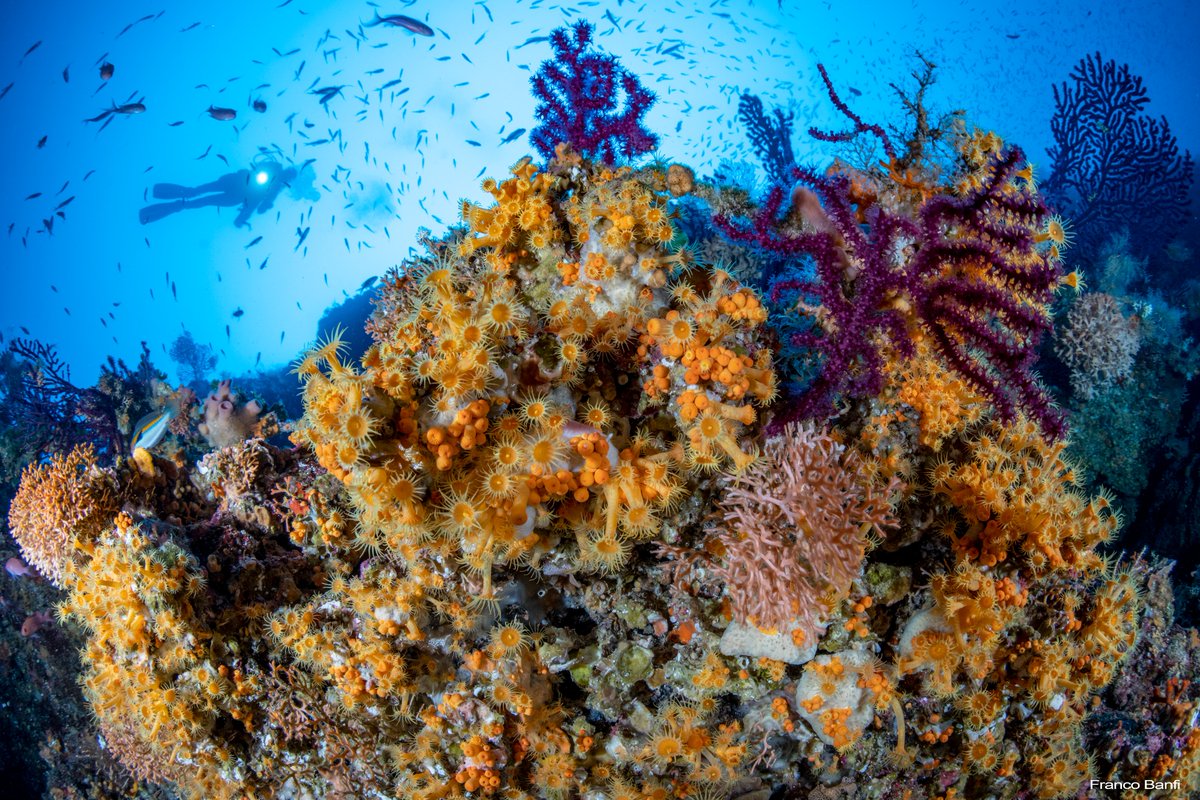 AdriReef2019's tweet photo. ENJOY THE WONDERFUL ADRIATIC REEFS!

The booklet with the description of the Adrireef natural and artificial case study reefs is ready.

You can find it here: https://t.co/QYPD8vfikD

@ItalyCroatia 
#adriatico #sea #environment #divinglife #sustainability #adriatic #blueeconomy https://t.co/1m7xmgIUMU