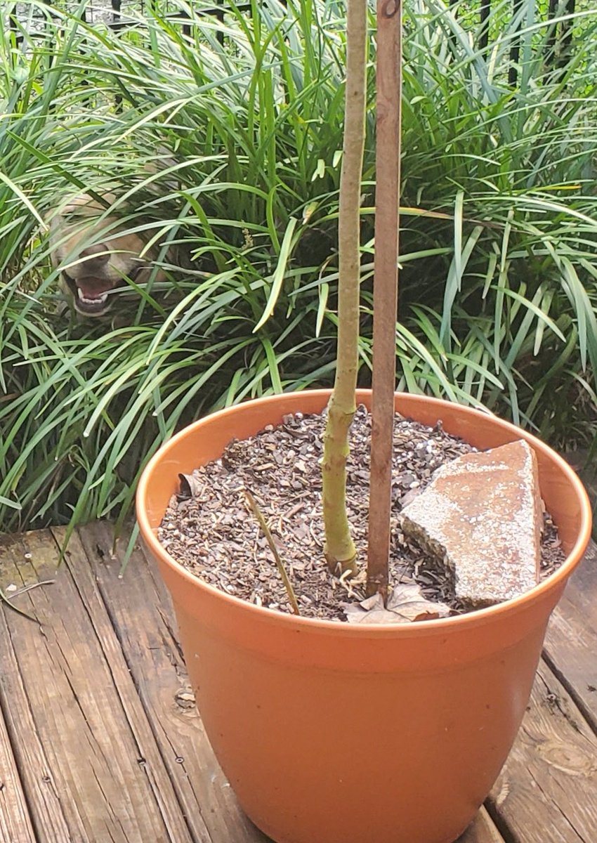 RodriguezSpeaks's tweet photo. My husband sent me this seemingly pointless pic of a potted plant. Then I spied our fool grand dog bottom left playing lion king. https://t.co/uMtmxJQ0Xl