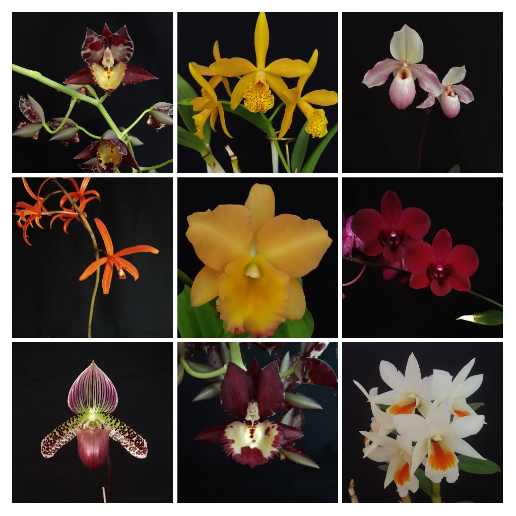 wolf71758's tweet image. Some of my #orchids from 2021.
