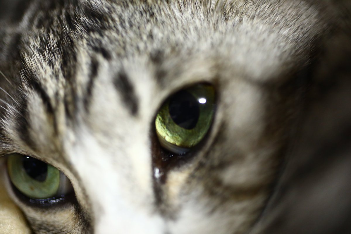 mixcatbeef's tweet photo. 全てのニャンズ、ご家族の皆様今年も一年ありがとうございました！
また来年もよろしくお願い致します！
ビーフとポークのママより
#猫好き
＃猫がいる暮らし 
#猫好きな人と繋がりたい https://t.co/03VfsIAOsV