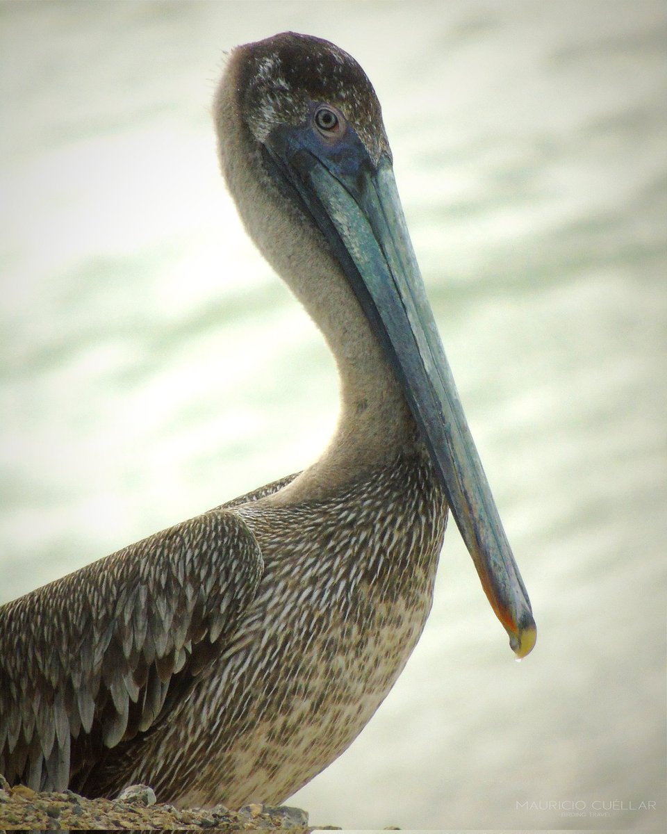 Brown Pelican (Pelecanus occidentalis)
Adulto y juvenil 🌊🐦🌊
🌐 Punta Gallinas / Guajira.
#browpelican #pelecanusoccidentalis #pelican #pelicano