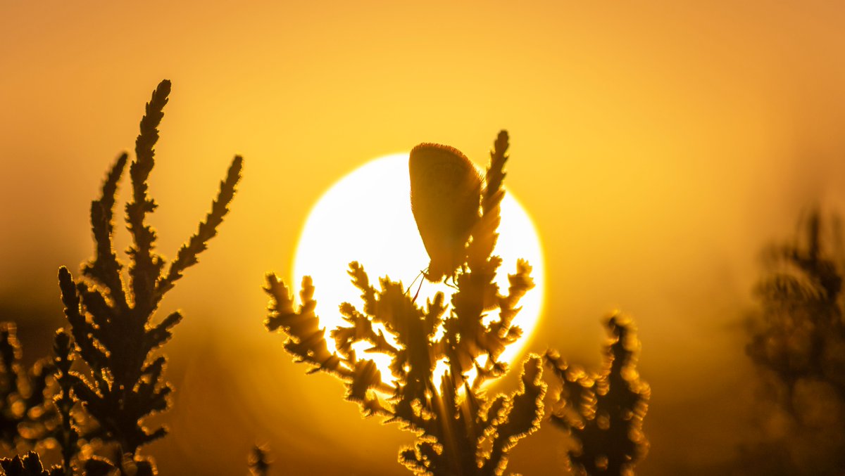 As the sun sets on 2021, we wanted to take the opportunity to thank all of our supporters, staff, volunteers and members for all of their incredible support in what has been another challenging year for many 💚 🦋 

📸 : Nigel Ball