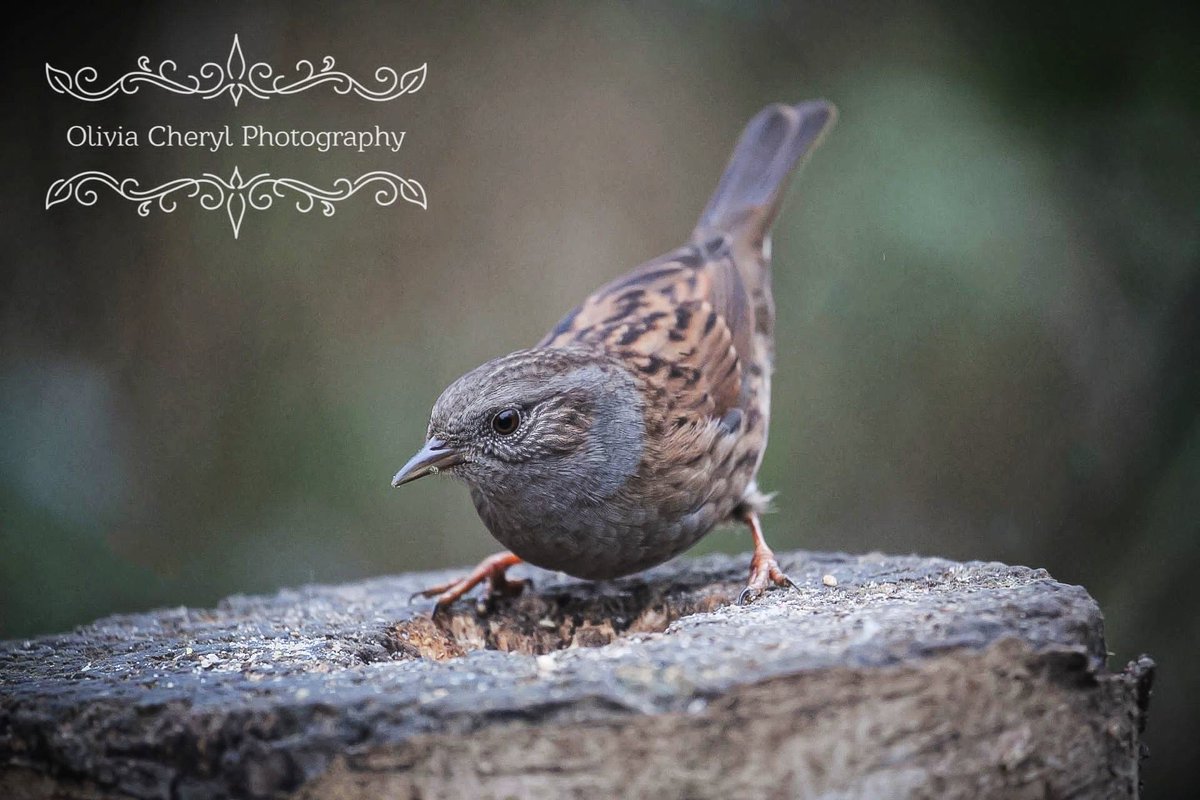 Amazing little dunnock, lovely characters 🤎 Wishing you all a wonderful New Year's Eve 🤗 #daughterpic #BirdsSeenIn2021 #birds #BirdTwitter #birding #NaturePhotography #nature #naturelover #NatureBeauty #wildlifephotography #photooftheday #fridaymorning #Friday