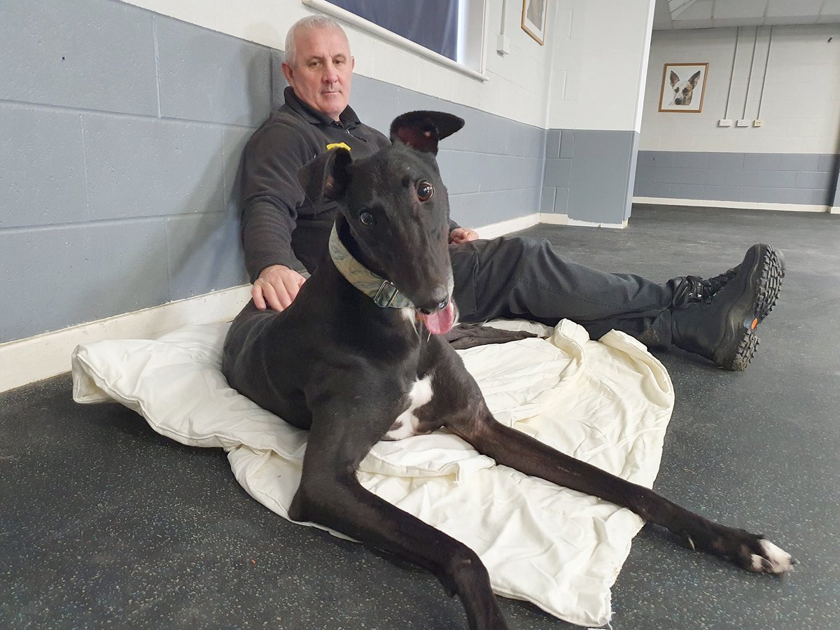 DT_Leeds's tweet image. Just sneaking a few #morning #snuggles with Eddie! 😍

This handsome #Greyhound is hoping that that the #newyear will bring him the #foreverhome he truly deserves. 🤞🏡

🐶👉 bit.ly/ldsEDDIE

#rescuedog #dogoftheday #adoptdontshop #fridayfeeling #friyey #nye @DogsTrust