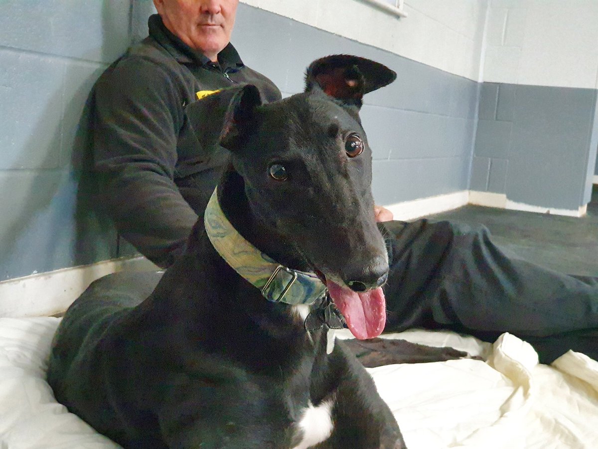DT_Leeds's tweet image. Just sneaking a few #morning #snuggles with Eddie! 😍

This handsome #Greyhound is hoping that that the #newyear will bring him the #foreverhome he truly deserves. 🤞🏡

🐶👉 bit.ly/ldsEDDIE

#rescuedog #dogoftheday #adoptdontshop #fridayfeeling #friyey #nye @DogsTrust