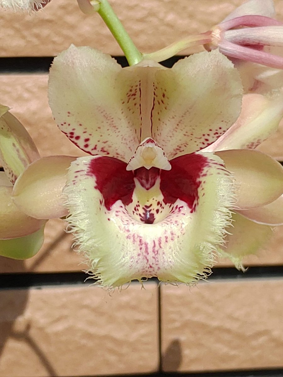 shiro__kuro's tweet image. コロナ禍で振り回された2021年が終わり、来年こそは草も人も楽しく過ごせますように

今年咲いた実生から
#2021年自分が選ぶ今年の4枚