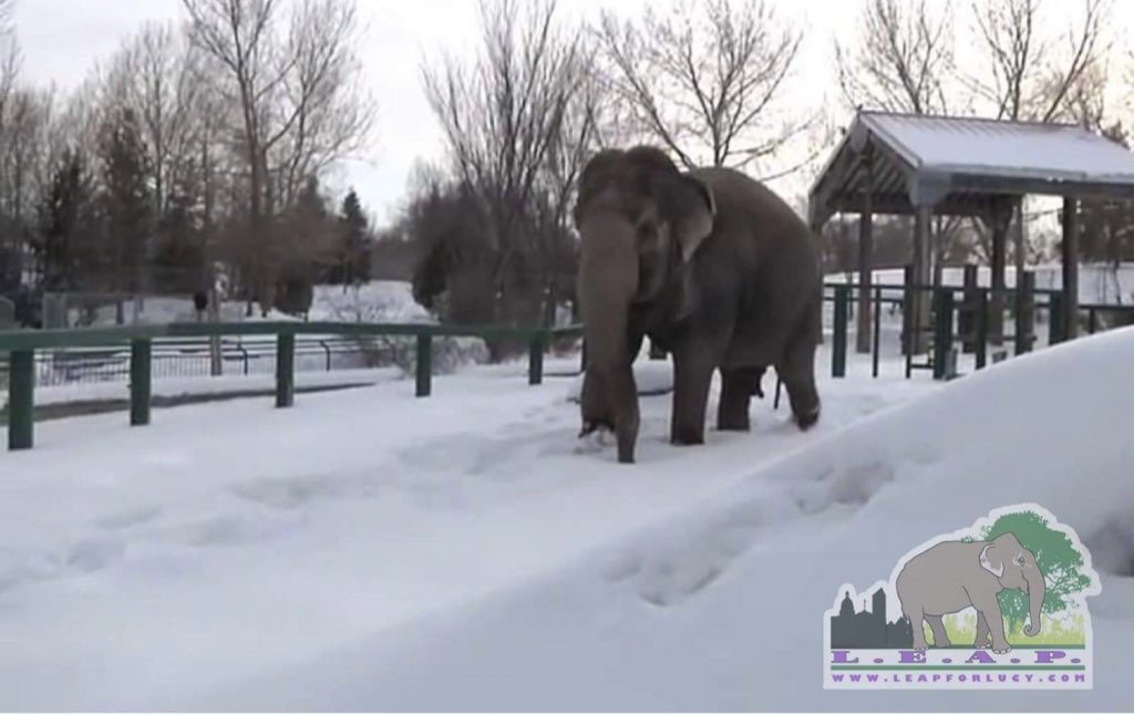 LEAPyeg's tweet photo. Friday is Lucy’s TEMP check day.
It has been a week of extreme cold weather warnings in Edmonton 🇨🇦. Today is  -27 to -30 with a wind chill of -40 to -55.
@CityofEdmonton our food freezers are warmer than the environment #Lucy lives in. How can you ever justify a🐘living in -55😢 https://t.co/oCiYJIJn81