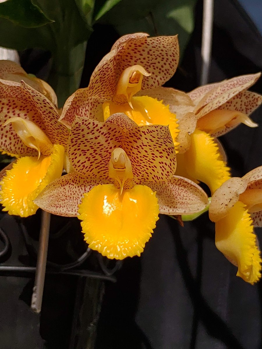 shiro__kuro's tweet image. コロナ禍で振り回された2021年が終わり、来年こそは草も人も楽しく過ごせますように

今年咲いた実生から
#2021年自分が選ぶ今年の4枚