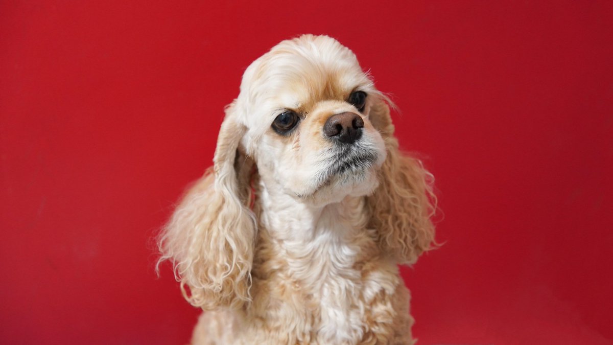 cockerkanta's tweet photo. 今年も大変お世話になりました。
来年もよろしくお願いします🐶
#アメリカンコッカースパニエル
#アメコカかわいい党
#大晦日 https://t.co/lWCMvyH5dI