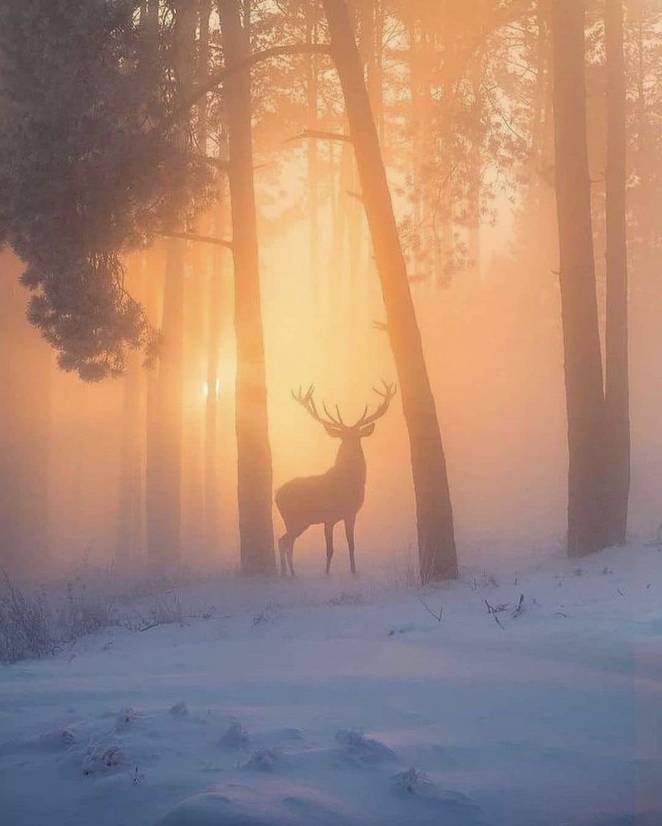 Hora de dir hola a un Nou Any. Sense expectatives però amb solidaritat. Eixugar llàgrimes, no fer ningú plorar, confiar en la tendresa,ser capaços d'estimar... Amb la paraula justícia fem créixer la llibertat. Us desitjo plenitud i esperança. De tot cor felicitat. Gràcies🥂🤍🌲🌟