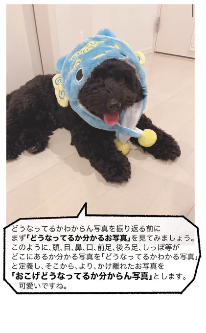 今夜はおこげさん(推しのいぬ)
推しと年越しそば食べるんかな…☺️

……。

「推しの犬(おこげ)どうなってるか分からん写真選手権」でもするか…

#推しの犬どうなってるか分からん写真選手権

(1/2) 