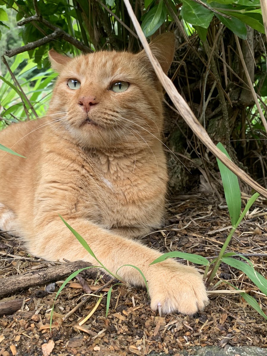 Marni_Kelly's tweet photo. So Crouching Tiger Hidden Dragon aka guard cat Ginge protector of the stables punched down another canine this afternoon, I don’t think he’s won a battle against a cat but he knows how to sort the pooches out 🤭😂He’s quite proud of himself #stealthcat https://t.co/aok94Id0RG