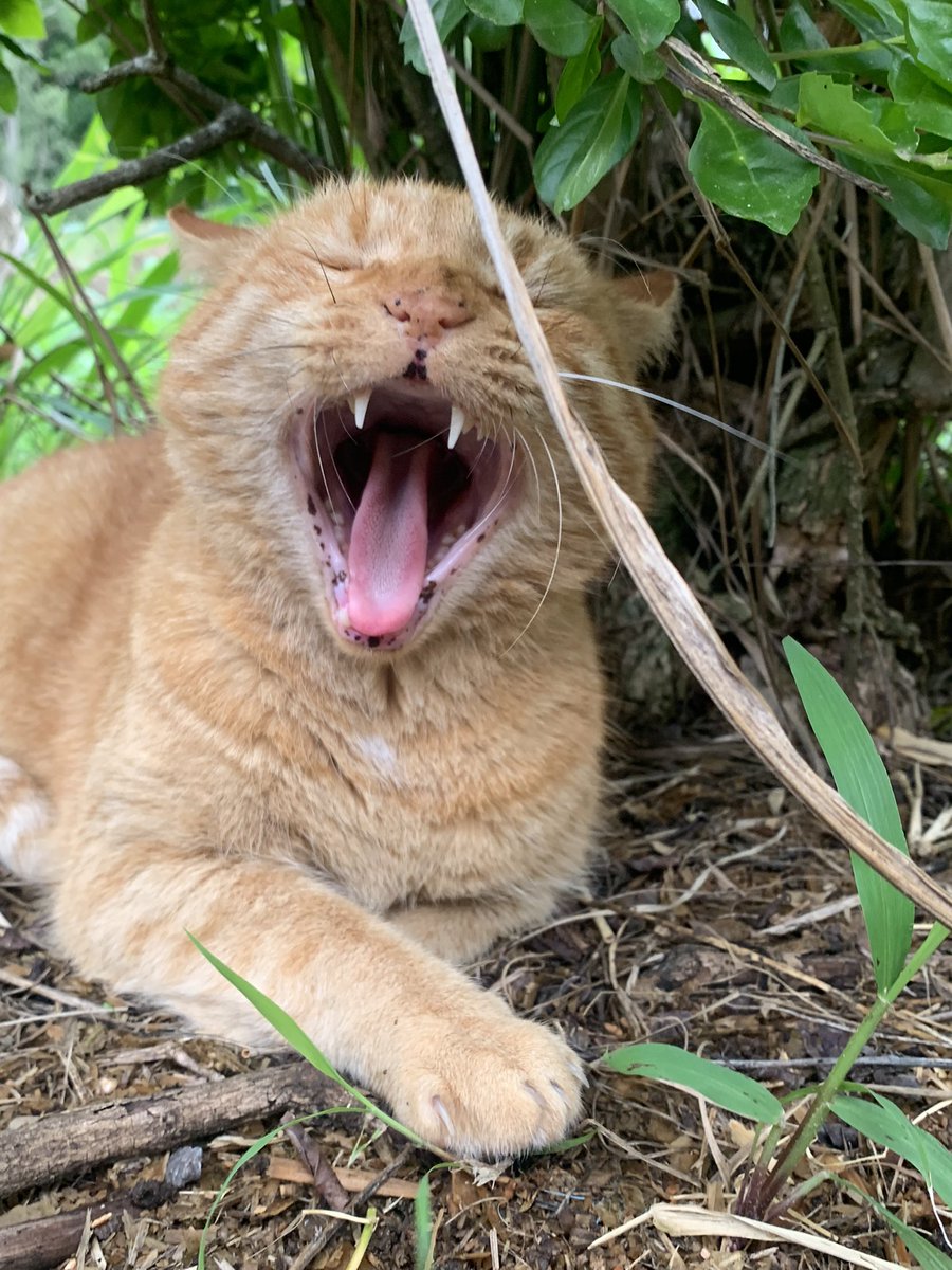 Marni_Kelly's tweet photo. So Crouching Tiger Hidden Dragon aka guard cat Ginge protector of the stables punched down another canine this afternoon, I don’t think he’s won a battle against a cat but he knows how to sort the pooches out 🤭😂He’s quite proud of himself #stealthcat https://t.co/aok94Id0RG