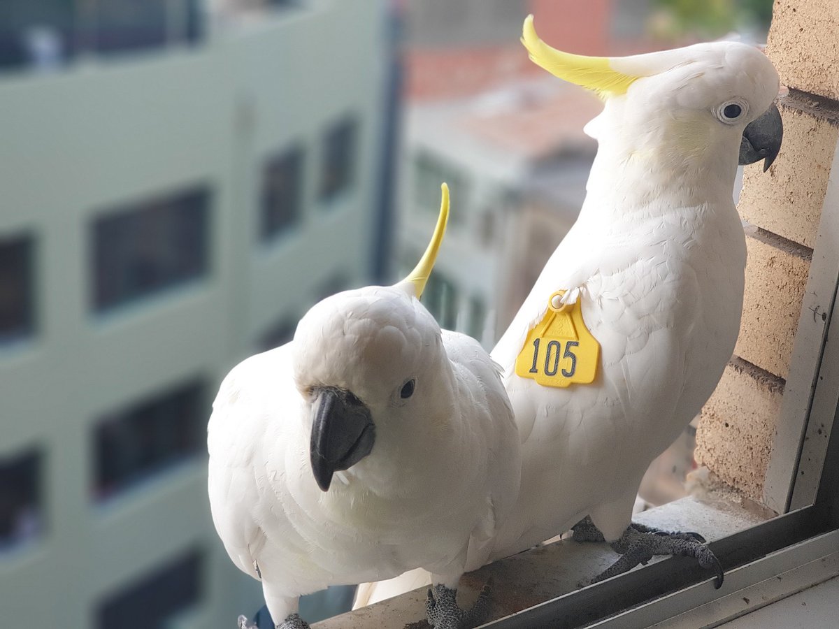 TomMasseyActor's tweet photo. #NYE visit from #Sydney #Cockatoo Pepper (105) and friend! #WingTagsProject #BigCityBirds #BirdingAtHome #BirdsInBackyards #BirdsOfTwitter https://t.co/zVatHvsrLj
