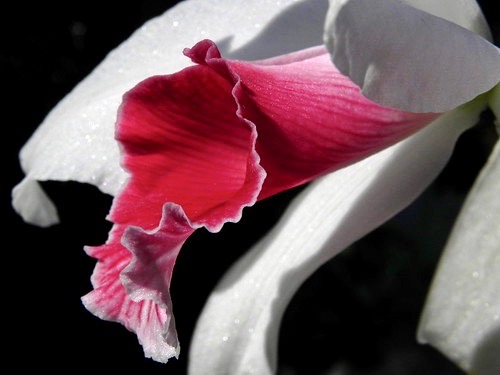 HiloOrchid's tweet image. Today's orchid is 
C. purpurata var. carnea… something beautiful to close out the old year. #NewYearsEve 
Photographer unknown.