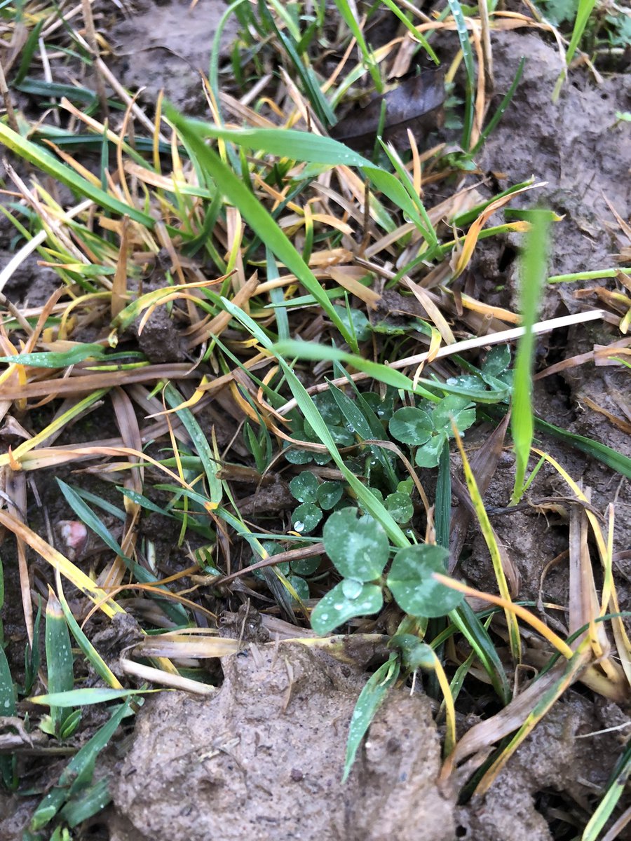 DewesMark's tweet photo. I wasn’t sure how this would work strip tilling into one year herbal ley. So far it looks good - keeping the diversity and N fixing plants as well as the worms, infiltration rates and active carbon. The performance of the wheat will be interesting 🤔 https://t.co/13oE9AlilN