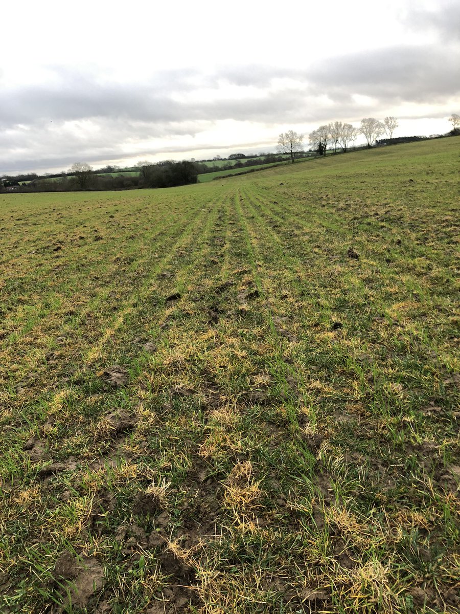 DewesMark's tweet photo. I wasn’t sure how this would work strip tilling into one year herbal ley. So far it looks good - keeping the diversity and N fixing plants as well as the worms, infiltration rates and active carbon. The performance of the wheat will be interesting 🤔 https://t.co/13oE9AlilN