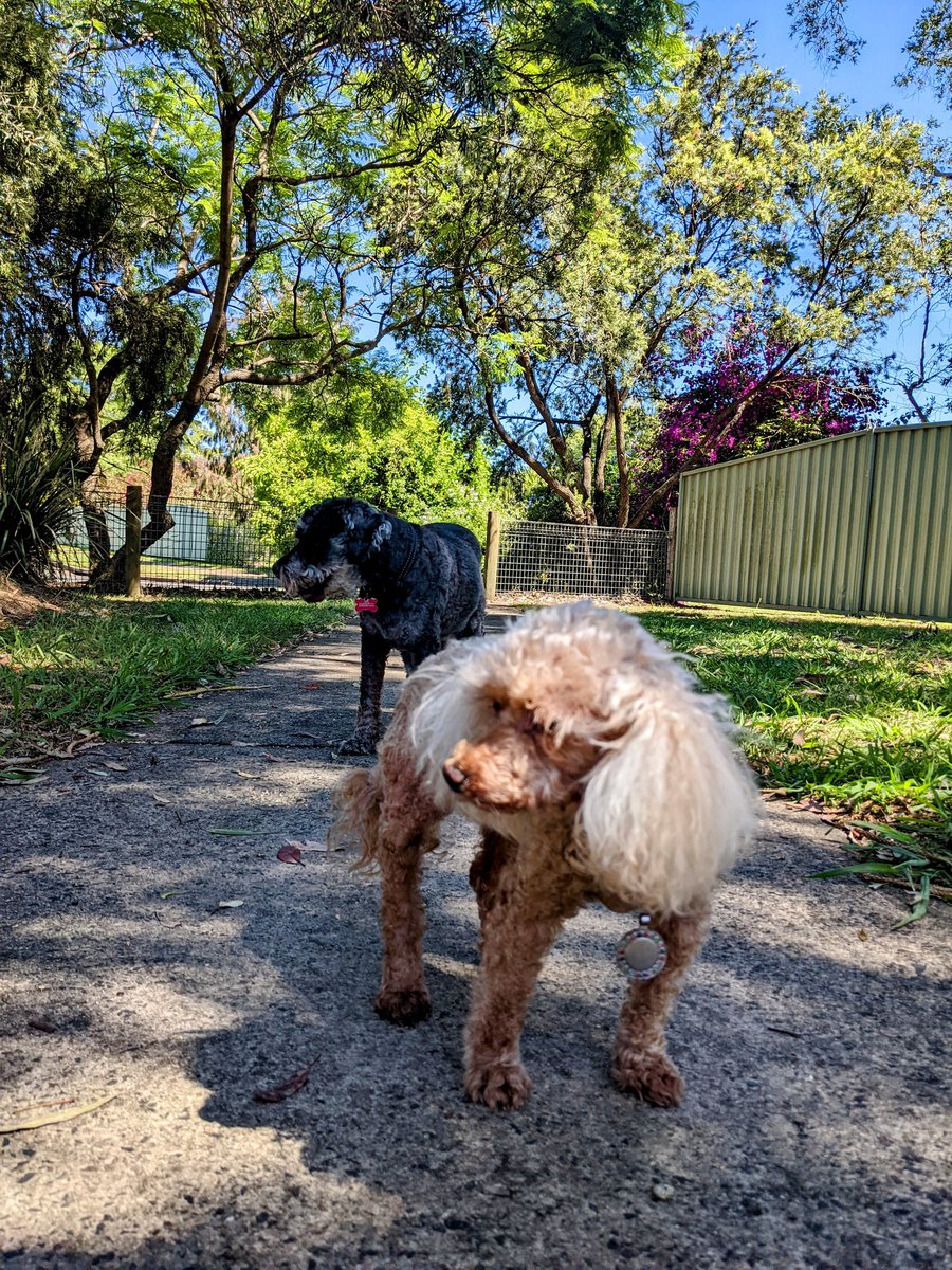 jackfsheedy's tweet photo. Happy New Year #SchnauzerGang!

Best wishes for a safe 2022 full of lazy walks, swims, cuddles, scratches and bone treats 

Ruby sends her best too! https://t.co/eQCNEdUj0q