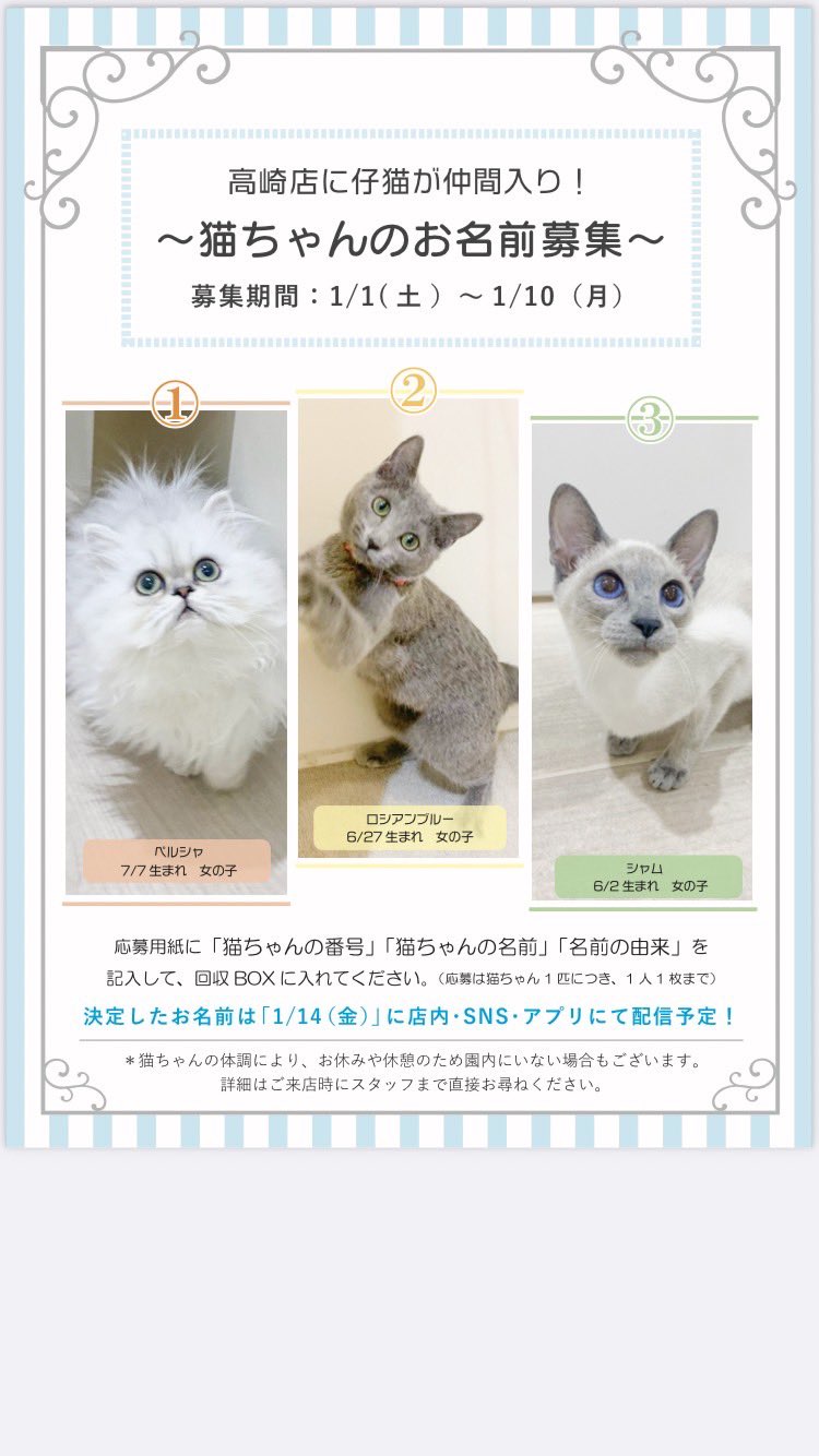 Moff Animal Cafe 高崎店 Moff Takasaki Twitter