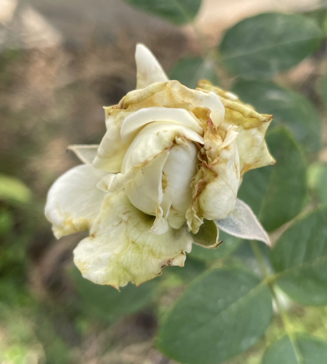CanisPariah's tweet photo. What’s in bud on the 31st ? That promises a bloom on the 1st or in new year ?

#JuliaChild(yellow) #Scentimental(stripes) #OpeningNight(red) #Pascali(white)

#RoseTwitter #GardeningTwitter #Coldwave #WinterOfIndia #PesticideFreeGardening #SayNoToPesticides https://t.co/sydrCJBxPi